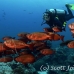 bigeye_crescenttail_gc_h_0126_pal0510.jpg